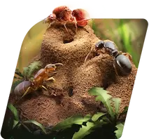 The Ants